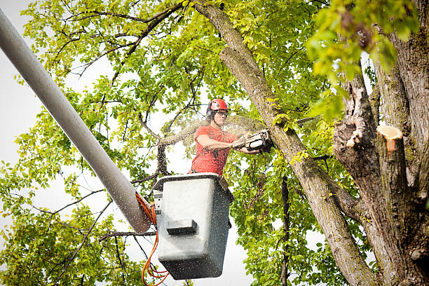 Best Tree Cutting Near Me  in Dayton, NJ